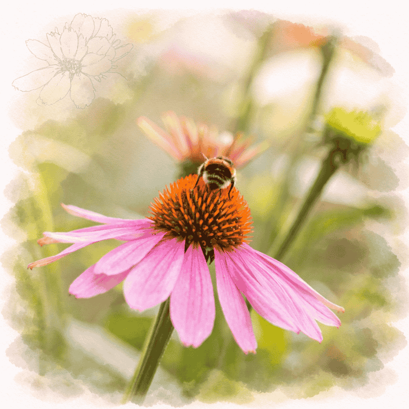 Purpura ehinācija (Echinacea) – Immumed izejviela